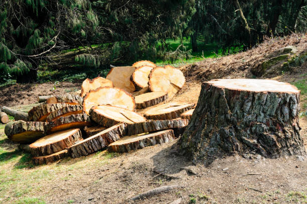 How Our Tree Care Process Works  in  Tye, TX